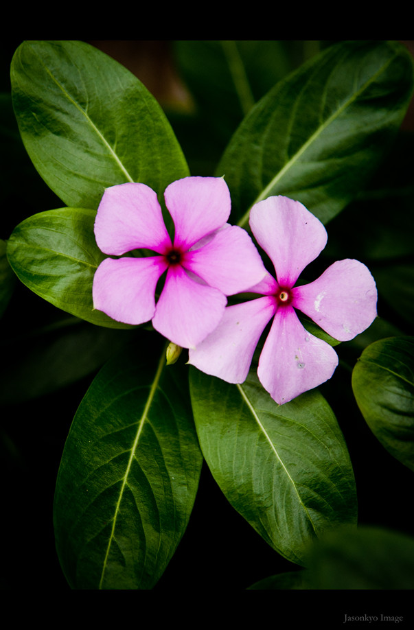 20111110-DSC_1304_副本.jpg