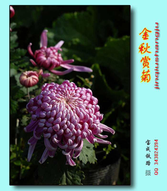 赏菊 (7).jpg