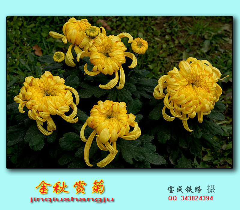 赏菊 (9).jpg