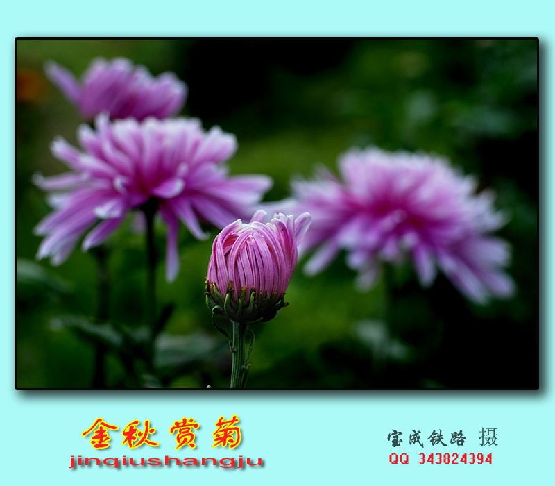 赏菊 (10).jpg