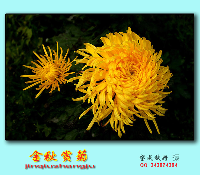 赏菊 (11).jpg