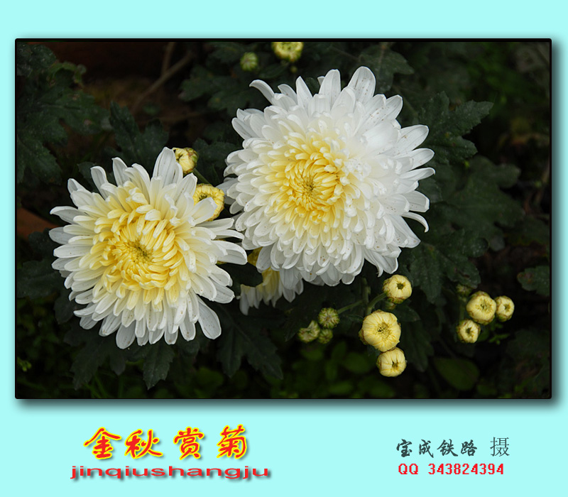 赏菊 (13).jpg