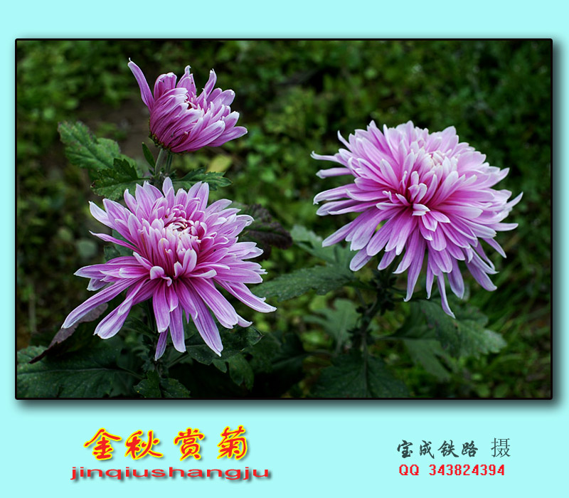 赏菊 (19).jpg