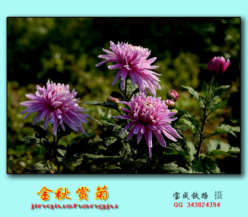 赏菊 (10).jpg