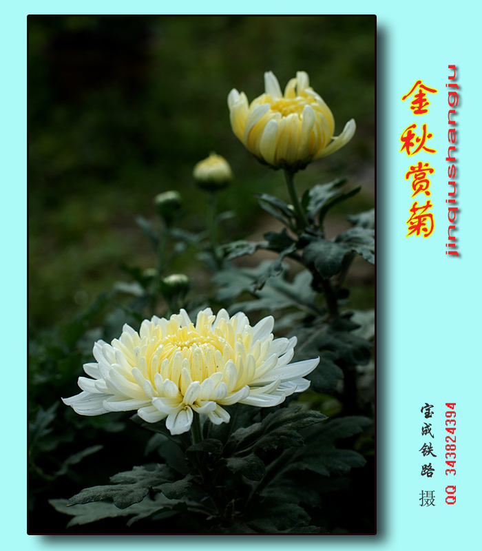 赏菊 (13).jpg