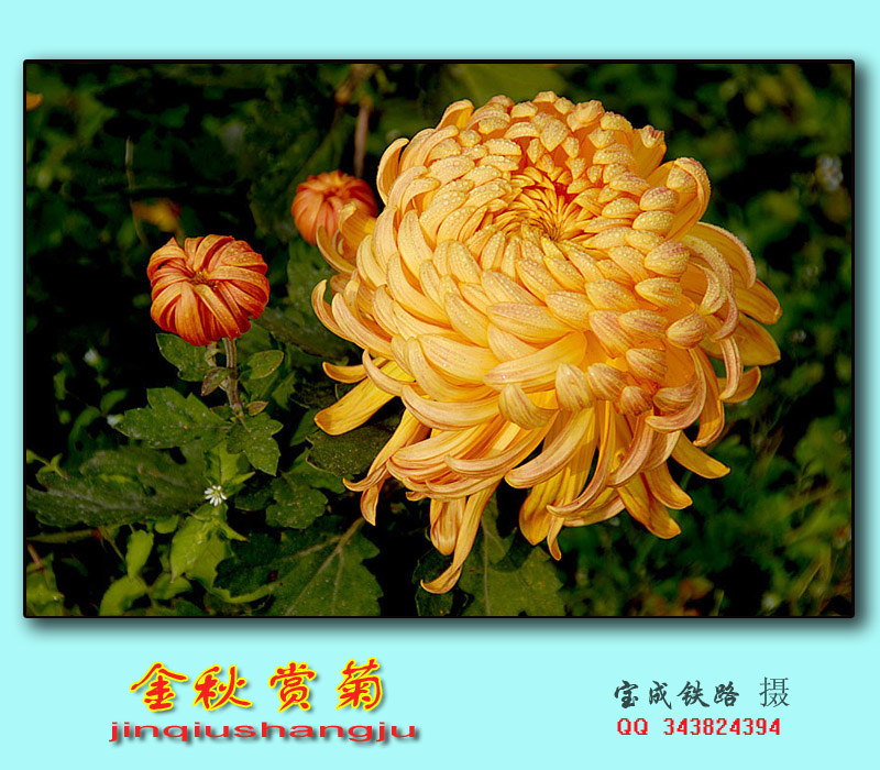 赏菊 (15).jpg