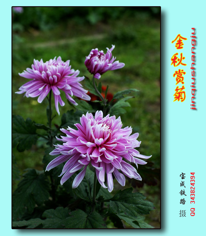 赏菊 (17).jpg