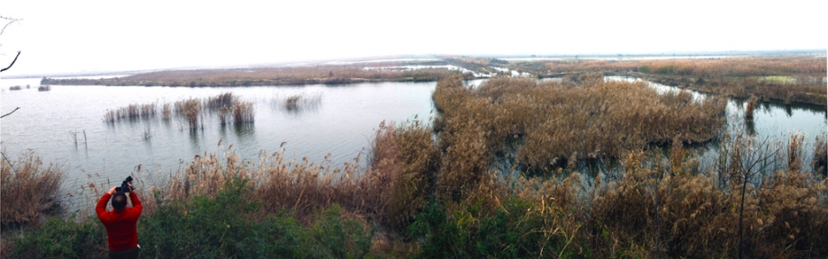 大荔黄河湿地.jpg