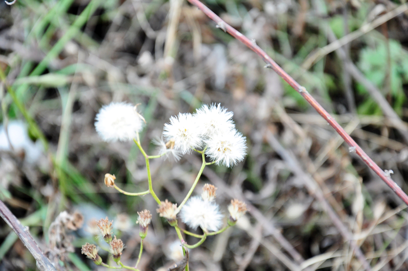 DSC_0041.jpg
