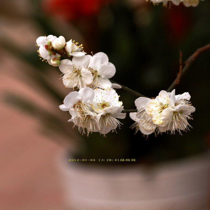 20120104植物园l老刘机子16_调整大小.JPG