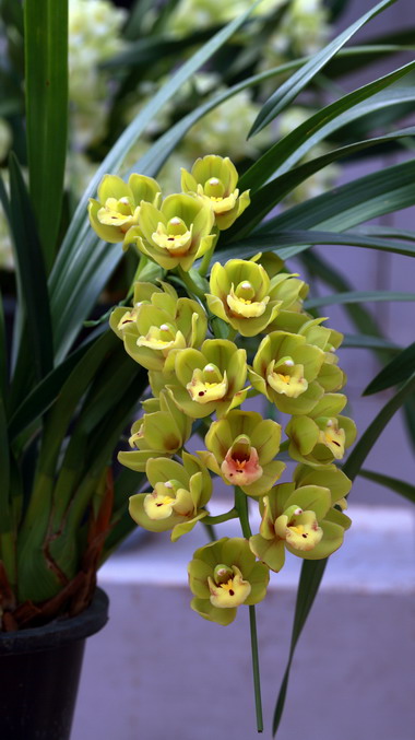 20120104植物园l老刘机子18_调整大小.JPG