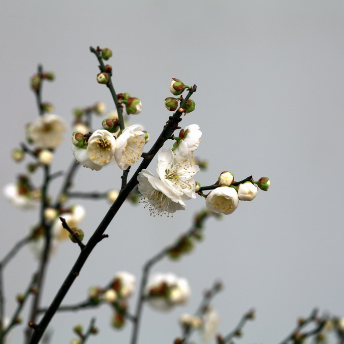 20120104植物园l老刘机子28_调整大小.JPG