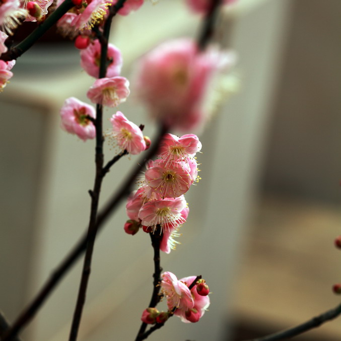 20120104植物园l老刘机子29_调整大小.JPG