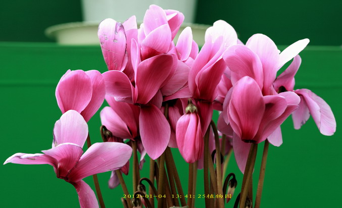 20120104植物园l老刘机子37_调整大小.JPG