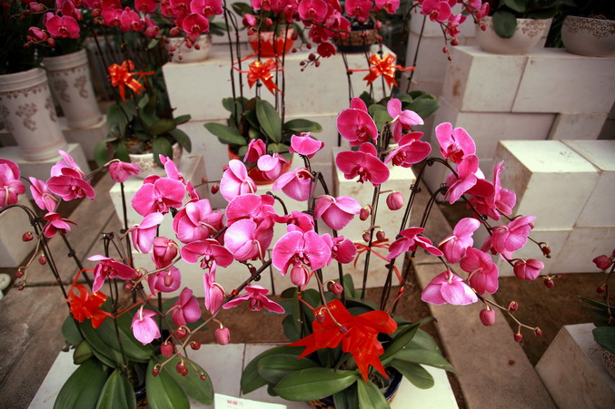 20120104植物园l老刘机子50_调整大小.JPG