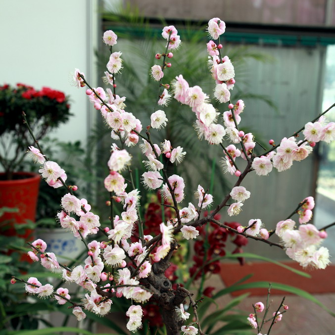 20120104植物园l老刘机子53_调整大小.JPG