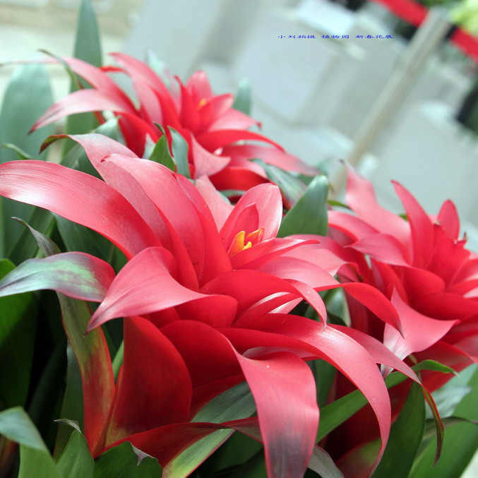 20120104植物园小刘机子015_调整大小.JPG