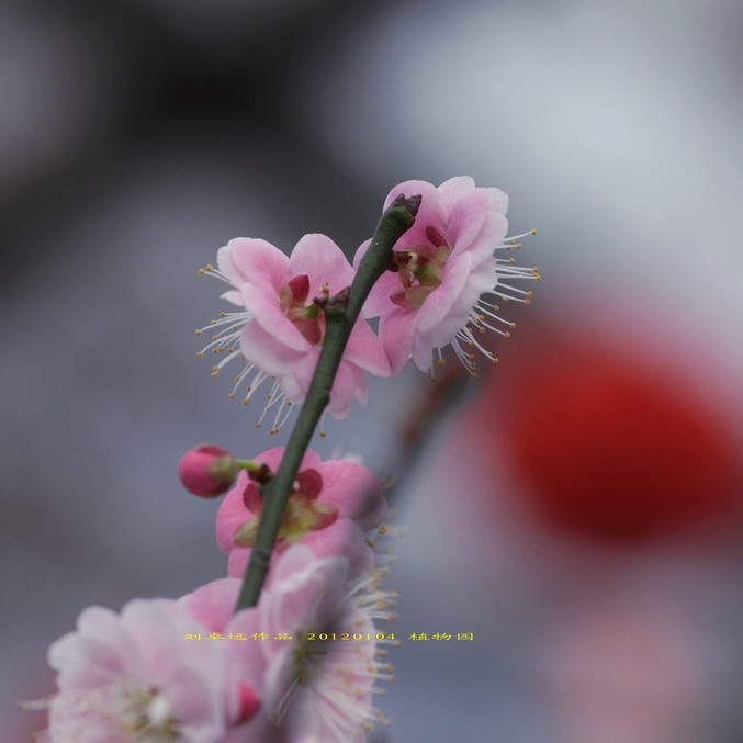 20120104植物园小刘机子025_调整大小.JPG