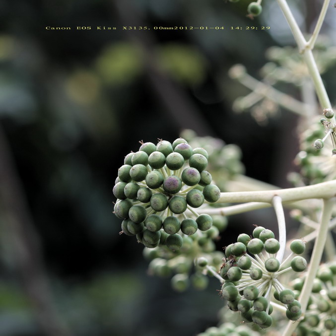 20120104植物园小刘机子044_调整大小.JPG