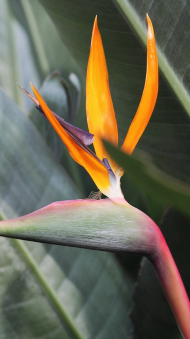 20120104植物园小刘机子049_调整大小.JPG