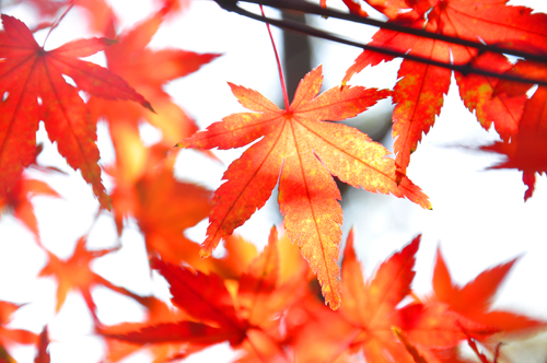 2011年11月24日栖霞山枫叶.jpg