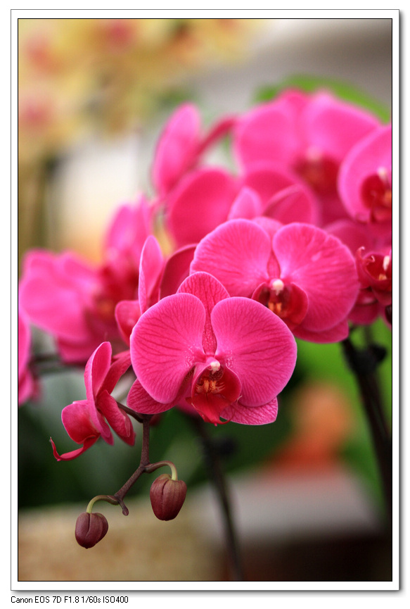 花 038.jpg
