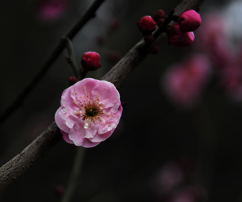 _DSC0058 复制-1.jpg