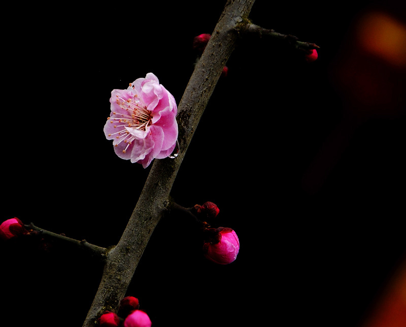 _DSC0093 复制-1.jpg