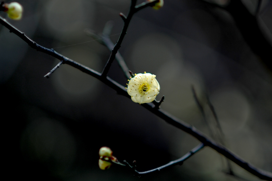 DSC_0168.JPG