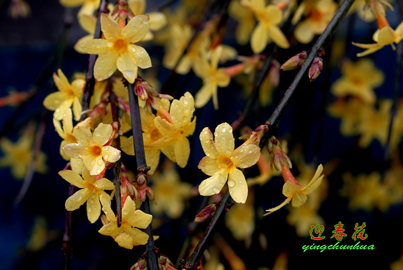 迎春花开 (13).jpg