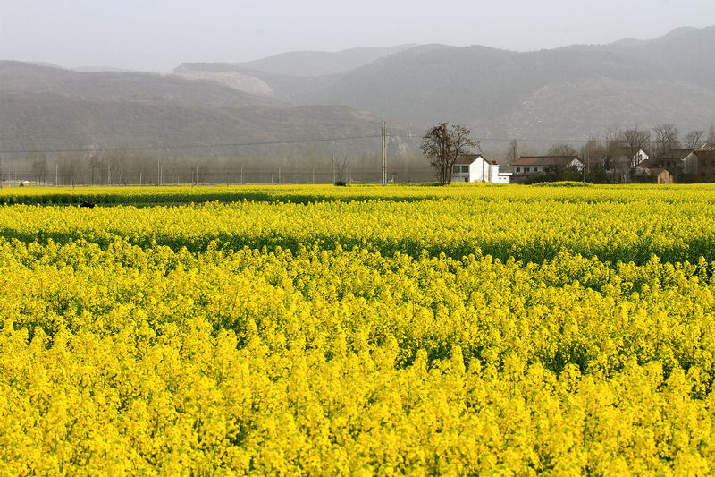 汉中油菜花 086.jpg