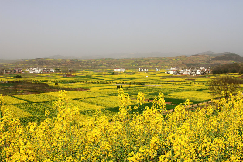 汉中油菜花 197.jpg