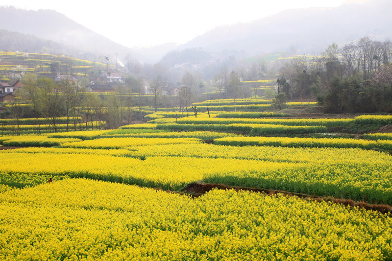 汉中油菜花 288.jpg