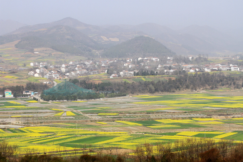 汉中油菜花 161.jpg