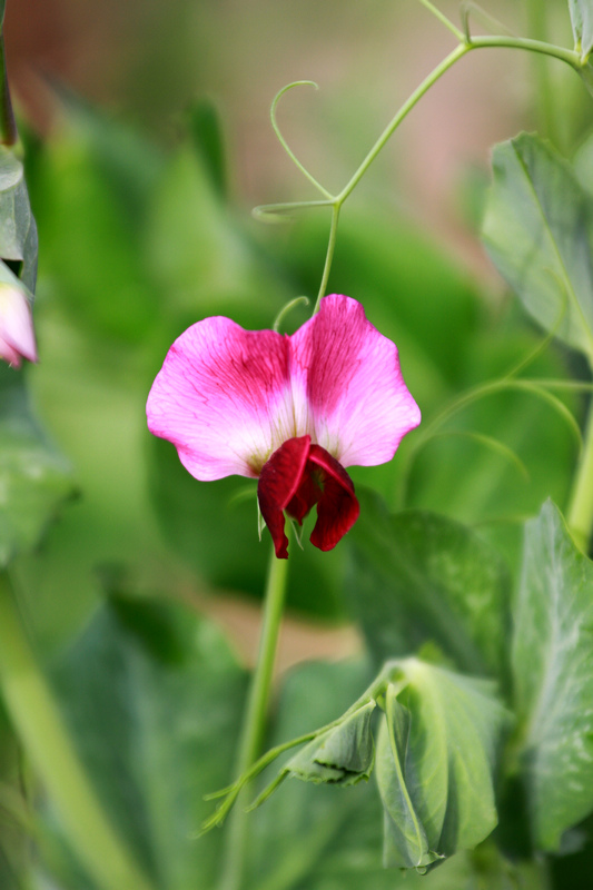 汉中油菜花 250.jpg