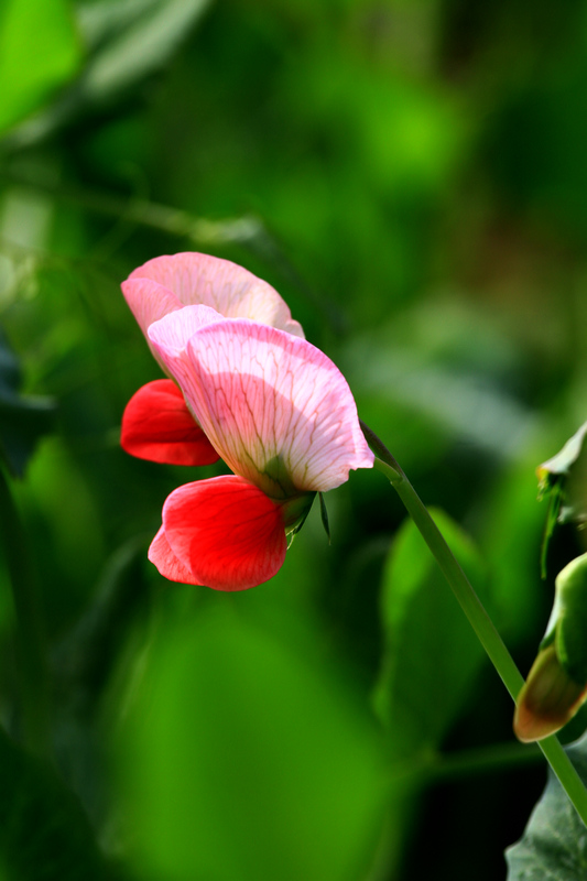 汉中油菜花 261.jpg