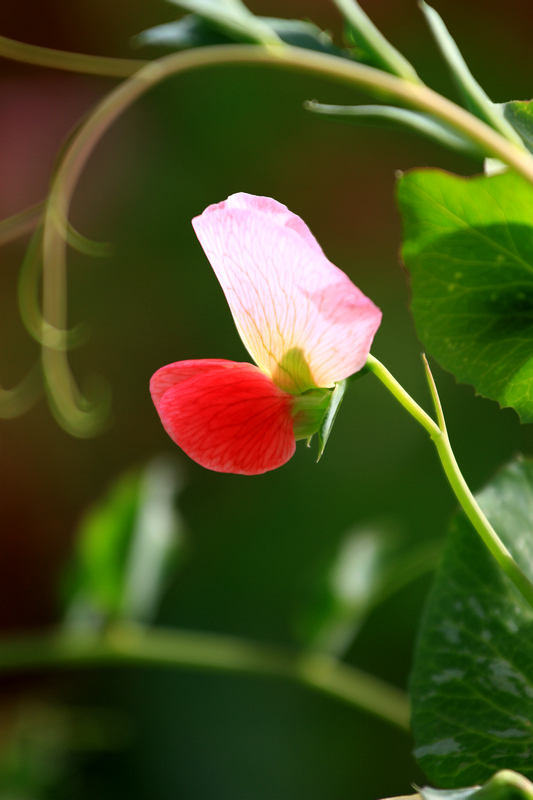 汉中油菜花 265.jpg