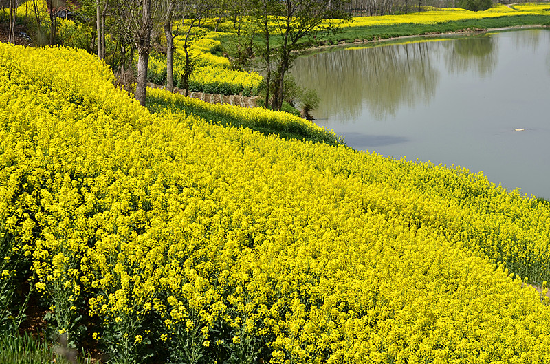 菜籽花