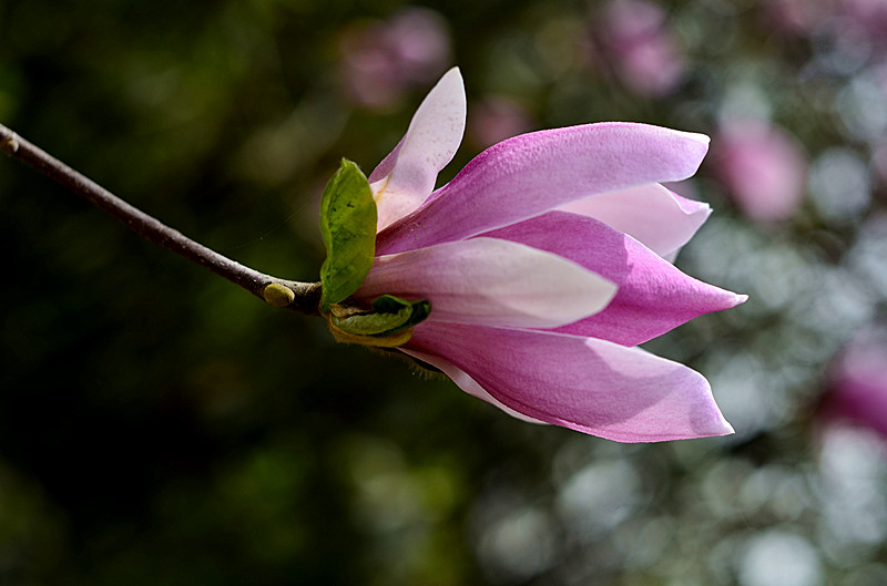 花卉