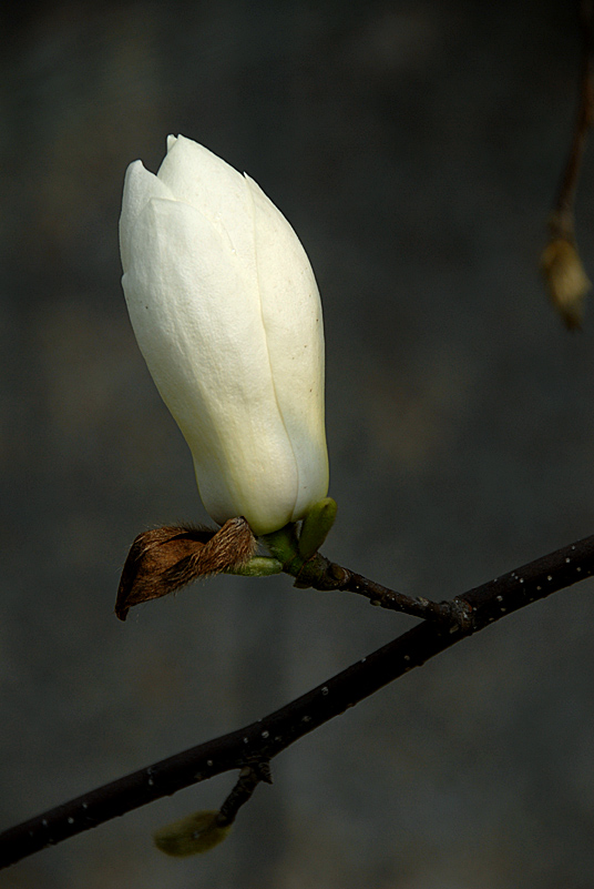 玉兰花开 (2).jpg