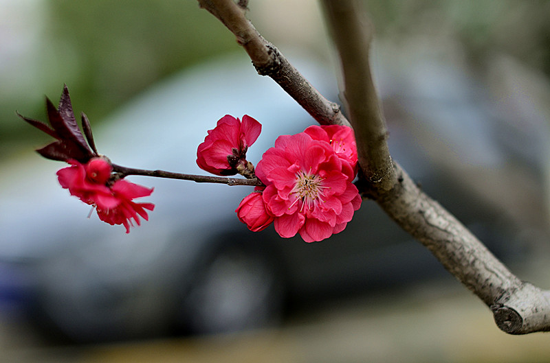 花卉