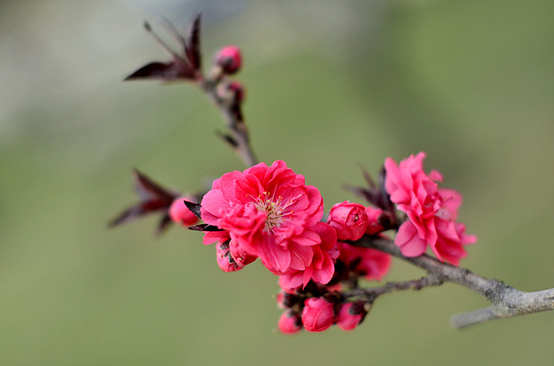 花卉