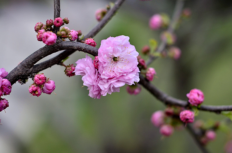 花卉