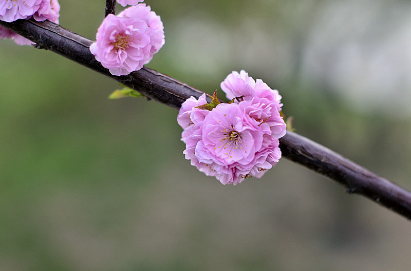 花卉