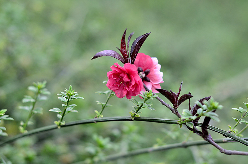 花卉