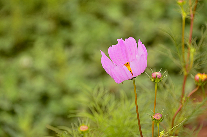 花卉