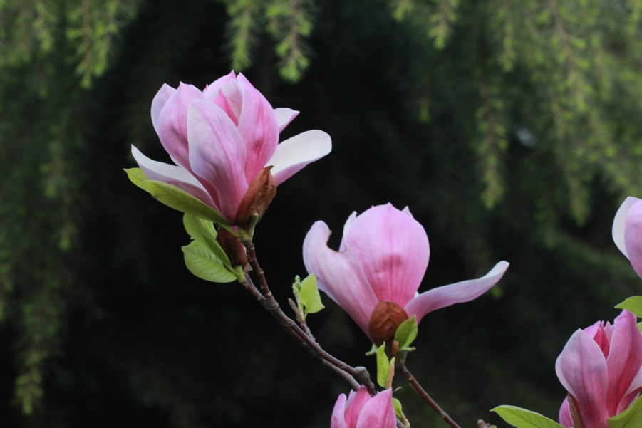 调整大小 IMG_6672.JPG