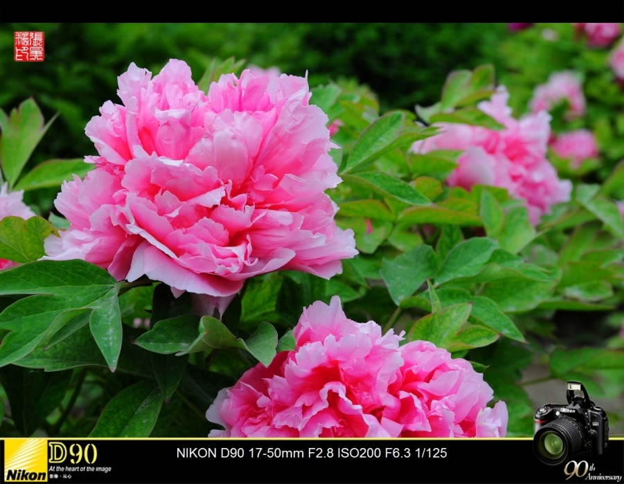 DSC_0132.jpg
