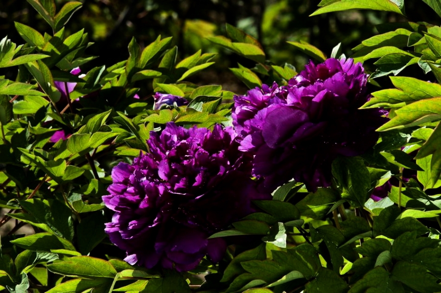 DSC_4577_调整大小.jpg