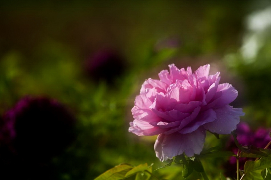 DSC_4614_调整大小.jpg